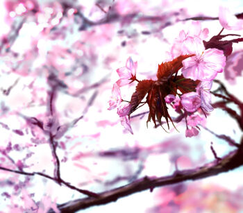 blurry blurry_background branch cherry_blossoms chinese_commentary commentary_request depth_of_field flower flower_focus n_(nnn2927) no_humans original pink_flower