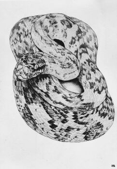 Rule 34 | 2gb (kwkf2782), animal, animal focus, artist name, commentary, greyscale, highres, monochrome, no humans, original, photorealistic, realistic, snake, traditional media