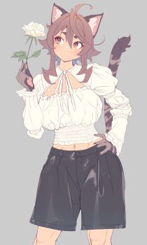 1girl ahoge animal_ears black_shorts brown_fur cat_ears cat_girl cat_tail commentary_request flower grey_background hair_between_eyes hand_on_own_hip highres holding holding_flower long_sleeves medium_hair midriff navel original pawpads rose shirt shorts sidelocks simple_background solo standing tail white_flower white_rose white_shirt yagatake_arashi_(nekoarashi) yana_(nekoarashi)