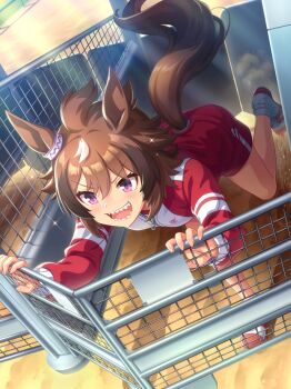 1girl absurdres animal_ears artist_request bare_legs brown_hair crest day dot_nose dust ear_ornament eyelashes eyes_visible_through_hair fingernails full_body game_cg gym_shorts hair_between_eyes happy highres horse_ears horse_girl horse_tail jacket kicking leg_up light_blush light_rays long_sleeves looking_ahead loose_hair_strand medium_hair motion_blur multicolored_hair multicolored_jacket official_art open_mouth outdoors purple_eyes racetrack red_jacket red_shoes red_shorts sharp_teeth shinko_windy_(umamusume) shoes shorts smile sneakers socks solo sparkle sportswear starting_gate streaked_hair sunlight tail tail_raised teeth tracen_training_uniform track_jacket tsurime two-tone_jacket umamusume v-shaped_eyebrows white_jacket white_socks zipper zipper_pull_tab