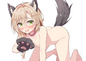 1girl :d all_fours alternate_costume animal_collar animal_ear_fluff animal_ears animal_hands ass barefoot blush breasts brown_hair collar collarbone commentary completely_nude covering_breasts covering_privates embarrassed eyes_visible_through_hair fake_animal_ears fake_tail gloves green_eyes hair_between_eyes hair_intakes halloween_costume hand_up highres knees_out_of_frame long_hair looking_at_viewer low_side_ponytail mikuni_sairi nose_blush nude open_mouth paw_gloves pink_collar raised_eyebrows sesen2000 sidelocks simple_background small_breasts smile solo tail tail_raised tenshi_souzou_re-boot! thick_eyebrows wavy_mouth werewolf_costume white_background wolf_ears wolf_tail
