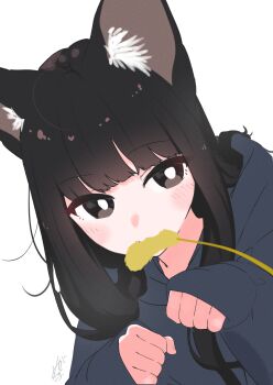 1girl absurdres animal_ear_fluff animal_ears black_eyes black_hair blue_hoodie blunt_bangs blush bright_pupils cat_ears cat_girl cat_teaser commentary_request dutch_angle feral_instincts hair_intakes hair_over_shoulder highres hood hood_down hoodie long_hair long_sleeves megateru mouth_hold original paw_pose signature simple_background sleeves_past_wrists solo upper_body white_background white_pupils