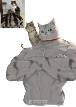 absurdres animal animal_focus animal_on_shoulder cat closed_mouth collar commentary english_commentary foreshortening highres looking_at_viewer muscular no_humans on_shoulder original phachandam photo-referenced photo_inset reference_work signature simple_background upper_body veins white_background