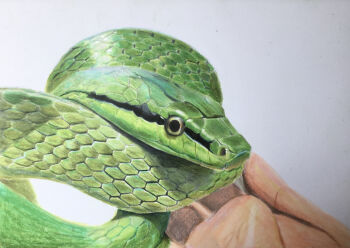 Rule 34 | animal, animal focus, colored pencil (medium), commentary request, highres, no humans, ohp95kg, photorealistic, realistic, simple background, snake, traditional media, white background