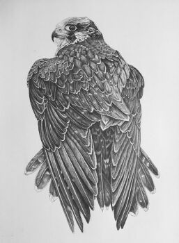 animal animal_focus bird commentary david_salter english_commentary falcon graphite_(medium) greyscale monochrome no_humans original peregrine_falcon photorealistic realistic traditional_media