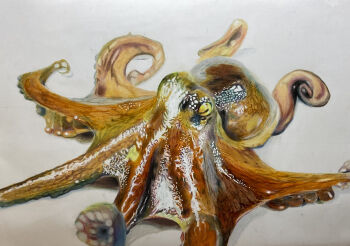 Rule 34 | animal, animal focus, colored pencil (medium), commentary request, highres, no humans, octopus, ohp95kg, original, photorealistic, realistic, simple background, traditional media, white background