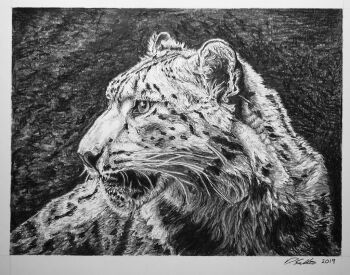 animal animal_focus commentary david_salter english_commentary graphite_(medium) greyscale monochrome no_humans original photo-referenced photorealistic realistic snow_leopard traditional_media