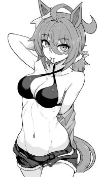 1girl agnes_tachyon_(lunatic_lab)_(umamusume) agnes_tachyon_(umamusume) ahoge animal_ears arm_behind_back arm_behind_head bikini bow breasts cleavage collarbone commentary_request cowboy_shot criss-cross_halter ear_ribbon greyscale hair_between_eyes hair_tie_in_mouth halterneck highres horse_ears horse_girl horse_tail huge_ahoge jacket looking_at_another looking_at_viewer medium_breasts medium_hair micro_shorts monochrome mouth_hold navel okitsugu shorts simple_background solo stomach swimsuit tail tying_hair umamusume white_background