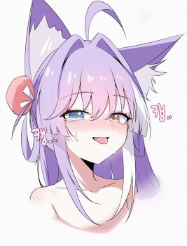 1girl absurdres ahoge animal_ear_fluff animal_ears blue_eyes blush fang fox_ears fox_girl hair_ornament hair_rings hashtag-only_commentary heterochromia highres pol060 pom_pom_(clothes) pom_pom_hair_ornament purple_hair simple_background solo stellive sweat tenko_shibuki tongue tongue_out virtual_youtuber white_background yellow_eyes
