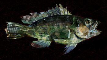 animal animal_focus bass_(fish) black_background commentary english_commentary fish from_side full_body highres no_humans open_mouth original painterly simple_background twulfs