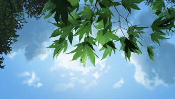 blue_sky branch cloud commentary_request day furumiya-underson highres leaf maple_leaf maple_tree nature no_humans original outdoors scenery sky sunlight tree