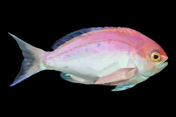 animal animal_focus bass_(fish) black_background commentary fish from_side highres iridescent no_humans original painterly simple_background twulfs