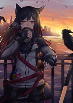 1girl absurdres against_railing animal_ears arknights bird black_hair candy candy_bar commentary_request crow cup disposable_cup drinking food highres holding holding_candy holding_cup holding_food jacket long_hair looking_at_viewer outdoors railing sasa_kurumi steam sunset texas_(arknights) wolf_ears wolf_girl