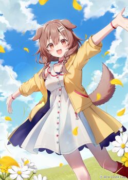 1girl animal_ears belt_collar blue_sky bone_hair_ornament braid brown_eyes brown_hair cloud cloudy_sky collar commentary_request dog_ears dog_girl dog_tail flower hair_ornament highres hololive inugami_korone inugami_korone_(1st_costume) jacket looking_at_viewer low_twin_braids medium_hair momoshiki_tsubaki official_art open_clothes open_jacket open_mouth outdoors red_socks sky smile socks solo sunflower tail twin_braids virtual_youtuber yellow_jacket