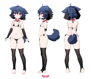 1girl absurdres animal_ears bikini black_bikini black_gloves black_thighhighs blue_hair chocpocalypse collar elbow_gloves facial_mark facing_viewer fox_ears fox_girl fox_tail from_behind from_side full_body gloves highres light_frown loli navel original partially_fingerless_gloves red_collar red_eyes reference_sheet short_hair simple_background stirrup_legwear stomach swimsuit tail thighhighs toeless_legwear whisker_markings white_background