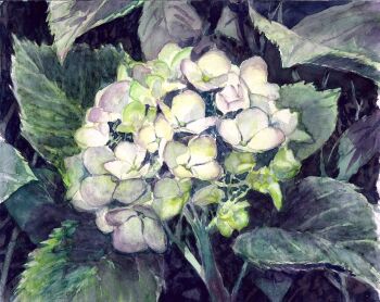 commentary_request flower flower_focus hydrangea no_humans original painting_(medium) plant scenery sorao_umino still_life traditional_media watercolor_(medium) white_flower