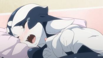 10s 1girl 2017 animated animated_gif anus ass bed_sheet blush breasts censored cetacean_tail fang fins fish_girl fish_tail hetero hugging_object indoors kuku_(zton) loli missionary monster_girl mosaic_censoring nipples one_eye_closed orca orca_girl pillow pillow_hug pussy pussy_juice sex small_breasts sweat tagme tail wet z-ton zton_jingai_animation:_a_beautiful_greed_nulu_nulu