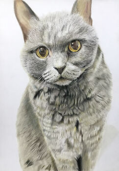 Rule 34 | absurdres, animal, animal focus, cat, colored pencil (medium), commentary request, highres, no humans, ohp95kg, original, photorealistic, realistic, simple background, traditional media, white background