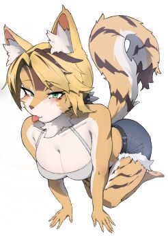 1girl absurdres all_fours animal_ear_fluff animal_ears bare_shoulders barefoot blue_shorts blush body_fur breasts cat_ears cat_girl cat_tail cleavage collarbone commentary_request fur-trimmed_shorts fur_trim furry furry_female green_eyes highres large_breasts linando333 looking_at_viewer midriff_peek multicolored_fur pulchra_fellini shorts simple_background solo tail tongue tongue_out white_background yellow_fur zenless_zone_zero