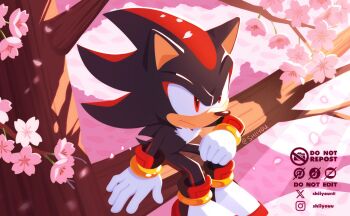 1boy black_fur cherry_blossoms falling_petals furry furry_male gloves hand_on_tree hedgehog_boy highres instagram_logo instagram_username light_frown petals red_eyes shadow shadow_the_hedgehog shiiyou shoes sitting_on_branch sonic_(series) sunlight twitter_username twitter_x_logo white_gloves