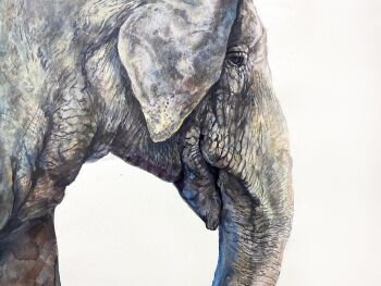 Rule 34 | animal, animal focus, commentary request, elephant, highres, no humans, original, painting (medium), simple background, takahashi shion, traditional media, watercolor (medium), white background