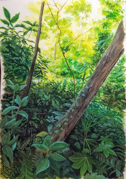 Rule 34 | absurdres, bush, commentary request, day, fern, forest, harusa1107, highres, nature, no humans, original, outdoors, plant, sapling, shadow, sunlight, tree, tree shade, vines