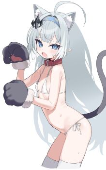 1girl ahoge animal_collar animal_ear_fluff animal_ears animal_hands belt_collar bikini billbung black_gloves blue_eyes blue_hairband blush breasts cat_ears cat_girl cat_paws cat_tail collar cowboy_shot cropped_legs fang female_tyrant_(stella_sora) flat_chest gloves grey_hair hair_intakes hair_ornament hairband highres long_hair looking_at_viewer micro_bikini navel open_mouth paw_gloves paw_pose pointy_ears red_collar side-tie_bikini_bottom simple_background skin_fang small_breasts solo stella_sora sweat swimsuit tail tail_raised thighhighs tyrant_(stella_sora) very_long_hair white_background white_bikini white_hair white_thighhighs