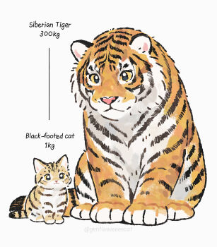 animal black-footed_cat cat english_text full_body gentlecat highres no_humans original simple_background sitting tiger twitter_username white_background yellow_eyes