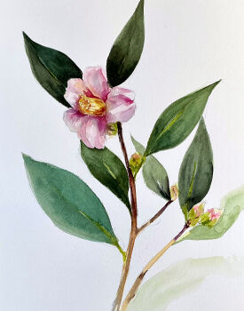 camellia commentary_request flower highres leaf no_humans original painting_(medium) pink_flower plant plant_focus repin simple_background traditional_media watercolor_(medium) white_background