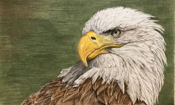 animal animal_focus bald_eagle bird colored_pencil_(medium) commentary david_salter eagle english_commentary green_background no_humans original traditional_media