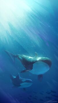 animal_focus artist_name baby_animal blue_theme day no_humans ocean orca original outdoors scenery signature subsurface_scattering underwater zandra