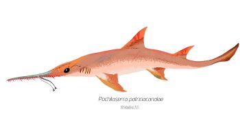 absurdres animal animal_focus animal_name artist_name chainsaw_man commentary_request dotkamina highres no_humans original pochitaserra_patriciacanalae prehistoric_animal shark simple_background white_background