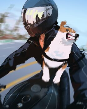 Rule 34 | 1girl, biker clothes, bikesuit, black bodysuit, black gloves, black hair, black helmet, bodysuit, brown eyes, day, dog, gloves, helmet, highres, highway, jewelry, long hair, looking ahead, motion blur, motor vehicle, motorcycle, necklace, original, riding, sam yang, solo, teeth, welsh corgi