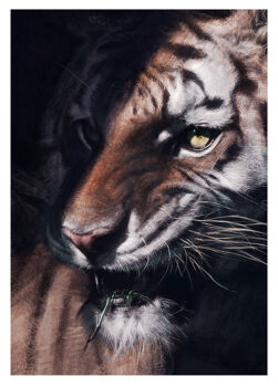 animal animal_focus border commentary_request green_eyes multicolored_fur no_humans orange_fur original photorealistic portrait realistic senda_947093881 solo tiger white_border white_fur