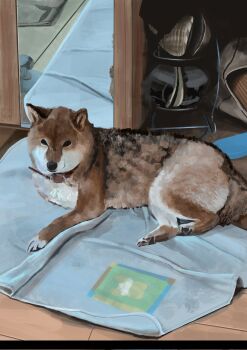 animal_focus cabinet commentary_request dog harusa1107 highres indoors looking_at_viewer lying mirror no_humans on_stomach original reflection wooden_floor