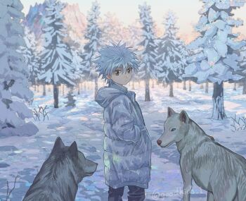 1boy alternate_costume animal black_pants closed_mouth coat commentary day goodkids_1 hand_in_pocket hood hood_down hooded_coat hunter_x_hunter killua_zoldyck long_sleeves looking_at_viewer looking_back male_focus outdoors pants snow spiked_hair standing symbol-only_commentary tree twitter_username winter wolf