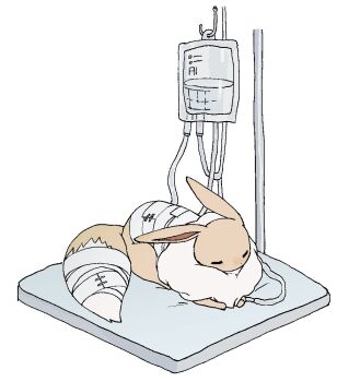 Rule 34 | 519luck, animal focus, bandaged tail, bandaged torso, brown fur, closed eyes, commentary request, eevee, gen 1 pokemon, intravenous drip, korean commentary, lying, nintendo, no humans, on stomach, pokemon, pokemon (creature), pokemon focus, simple background, solo, white background