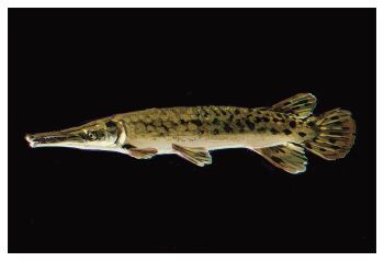 absurdres animal animal_focus black_background border fish from_side gar_(fish) highres no_humans original painterly simple_background twulfs white_border