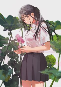 1girl black_hair breasts brown_eyes bud dress_shirt flower fly_(marguerite) grey_skirt highres holding holding_flower leaf leaf_background long_hair looking_at_flowers looking_down lotus lotus_leaf lotus_pod medium_breasts open_mouth original pink_flower pleated_skirt ponytail shirt sidelocks skirt solo white_shirt
