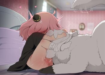 1girl anus anya_(spy_x_family) bed bedroom bestiality black_dress blurry blurry_background blush bond_(spy_x_family) cunnilingus curtains dagasi dog dress great_pyrenees hairpods head_hug heart hetero highres hug indoors legs_up licking loli medium_hair motion_lines no_shoes oral panties panties_around_ankles panty_pull pillow pink_hair pussy pussy_juice sex short_sleeves sitting socks spy_x_family tail tail_wagging tongue tongue_out trembling uncensored underwear white_fur white_panties white_socks window