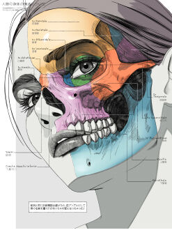 1girl absurdres anatomy commentary diagram educational elolaillustrator english_commentary hatching_(texture) highres label original parted_lips partially_translated skull solo teeth translation_request
