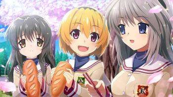 Rule 34 | 3girls, artist request, black hairband, blonde hair, blue eyes, bread, breasts, brown eyes, brown hair, brown jacket, cherry blossoms, chopsticks, clannad, collar, crossover, emblem, fang, food, game cg, grey hair, hairband, highres, higurashi no naku koro ni, higurashi no naku koro ni mei, hikarizaka private high school uniform, holding, holding chopsticks, holding food, houjou satoko, ibuki fuuko, jacket, long hair, long sleeves, looking at another, multiple girls, non-web source, official art, open mouth, outdoors, pink eyes, pink petals, sakagami tomoyo, school uniform, short hair, smile, sparkle, tree, white collar