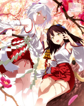 2girls :d absurdres aila_paivikki_linnamaa animal_ears armpit_crease bell breasts brown_hair cherry_blossoms cherry_tree chest_sarashi closed_mouth copyright_name copyright_notice detached_sleeves eleonore_giovanna_gassion from_below gohei hakama hakama_short_skirt hakama_skirt highres holding holding_gohei in_tree index_finger_raised japanese_clothes jingle_bell kagura_suzu kawata_kazuki kimono long_hair long_sleeves looking_at_viewer looking_back luminous_witches magazine_scan matching_outfits mc_axis medium_breasts multiple_girls nontraditional_miko official_art ok_sign open_mouth pleated_skirt red_ribbon red_skirt ribbon ribbon-trimmed_sleeves ribbon_trim sarashi scan shade shiny_skin short_hair sitting sitting_in_tree skirt sleeveless sleeveless_kimono smile standing standing_on_one_leg tail thighs tree white_hair white_kimono white_sleeves wide_sleeves world_witches_series yellow_eyes