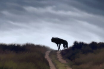 animal animal_focus between_legs black_fur blurry bush closed_mouth cloud cloudy_sky commentary dappermouth day dog english_commentary full_body grass grey_sky highres hill horizon horror_(theme) looking_at_viewer nature no_eyes no_humans original outdoors path realistic road scenery signature sky standing surreal tail tail_between_legs wolf
