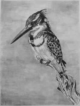 animal animal_focus bird commentary david_salter english_commentary graphite_(medium) greyscale kingfisher monochrome no_humans original traditional_media