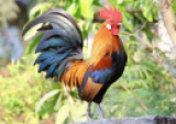 user_avatar